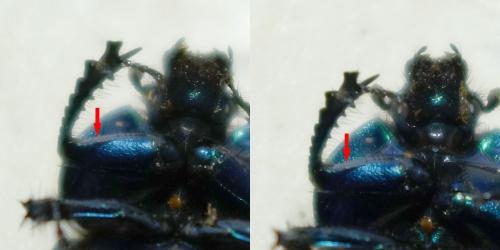 Trypocopris vernalis